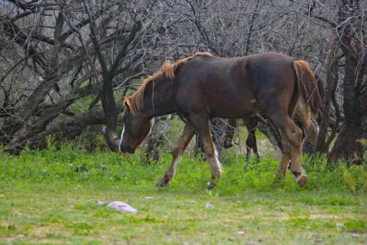 mustangs